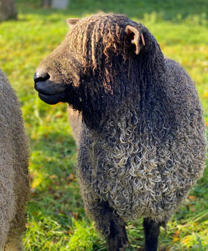 Wensleydale (Black) “West End Brigand 7672B” (694/18/748B) (UK0107504-00748) - Tank #2 - Semen Imported into USA