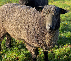 Wensleydale (Black) “West End Brigand 7672B” (694/18/748B) (UK0107504-00748) - Tank #2 - Semen Imported into USA