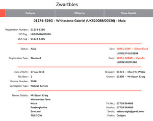 Zwartbles "Whitestone Gabriel" 01274-526G (UK520088-00526) - Tank #3 - Semen Imported into USA