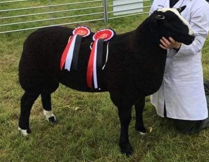 Zwartbles "Whitestone Gabriel" 01274-526G (UK520088-00526) - Tank #3 - Semen Imported into USA