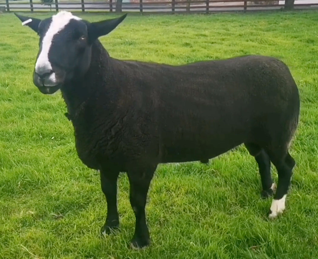 Zwartbles 