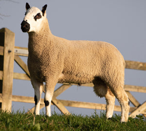 Kerry Hill "Whitfield Barracuda 43501" (UK0188479-00125) - Tank #5 - Semen Imported into USA