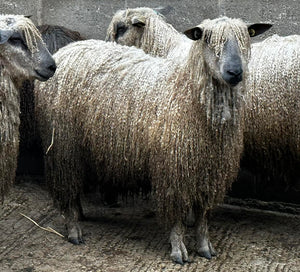 Wensleydale (White) "Nipna Tennessee" (1261/22/462) (UK0421130-00462) - in UK/AI Centre for Fall 2023 import